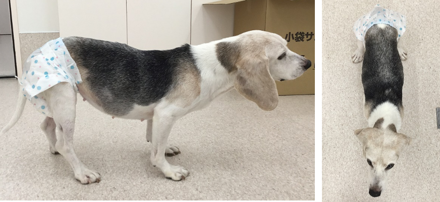幹細胞治療2年後　体重11.0㎏